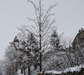 Les jeunes tilleuls du mail des  Cordeliers frissonnent sous la neige de février
